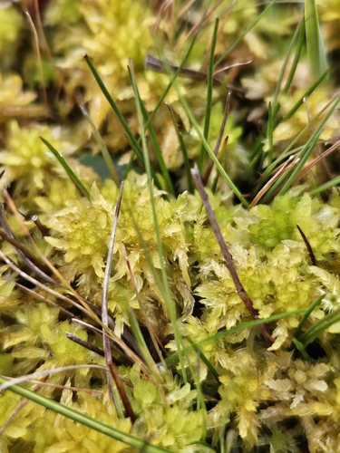 Sphagnum denticulatum observed 2026-10-15