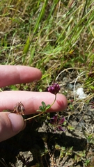 Trifolium gracilentum