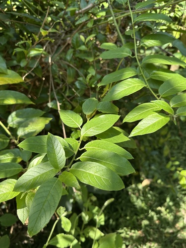 Heliotropium sarmentosum observed 2026-10-18