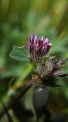 Trifolium macraei