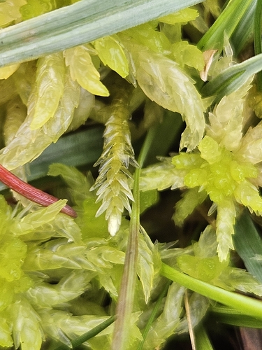 Straminergon stramineum observed 2026-10-15