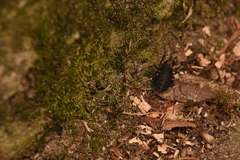 Egaenus convexus