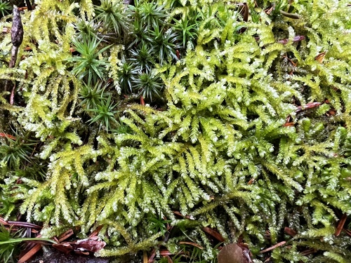 Eurhynchium angustirete observed 2026-10-18