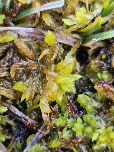 Sphagnum denticulatum observed 2026-10-15