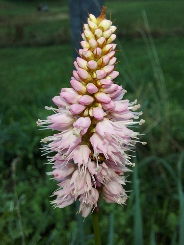 Bistorta officinalis observed 2026-10-18