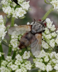 Zeuxia cinerea