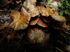 Pholiota subflammans