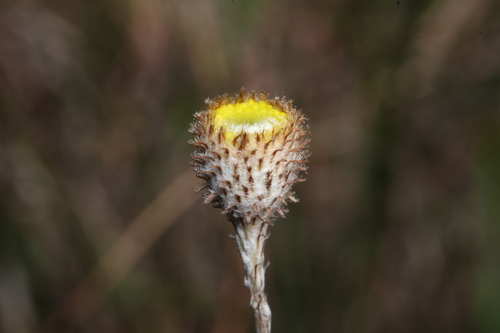 Leptorhynchos tenuifolius observed 2026-10-17