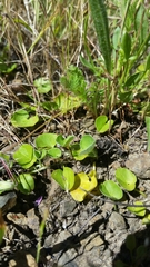 Dichondra donelliana