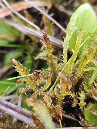 Sarmentypnum exannulatum observed 2026-10-15