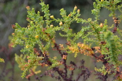 Hypericum cuatrecasii