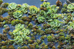 Salvinia biloba
