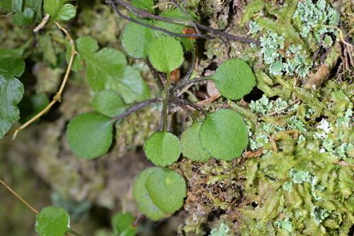 Lagenophora strangulata, 2026-10-09