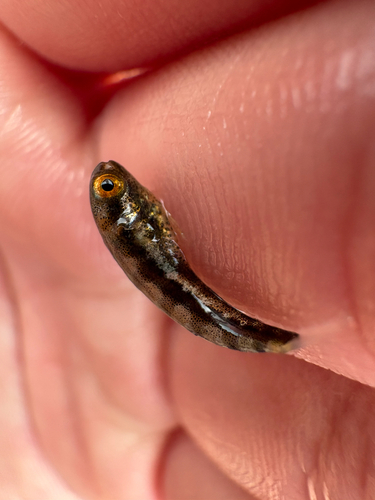 Petroscirtes breviceps observed 2026-10-18