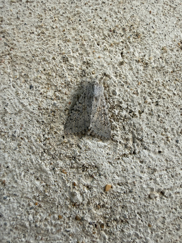 Aporophyla canescens