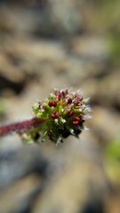 Acaena pinnatifida californica