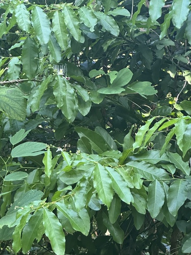 Capparis micracantha observed 2026-10-18