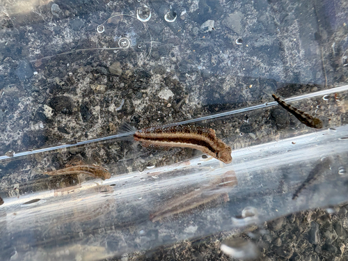 Petroscirtes breviceps observed 2026-10-18