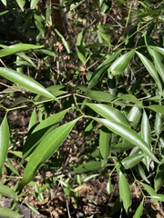 Coptosperma supra-axillare
