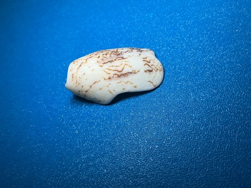 Conus textile observed 2026-10-18