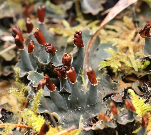 Peltigera rufescens observed 2026-10-16