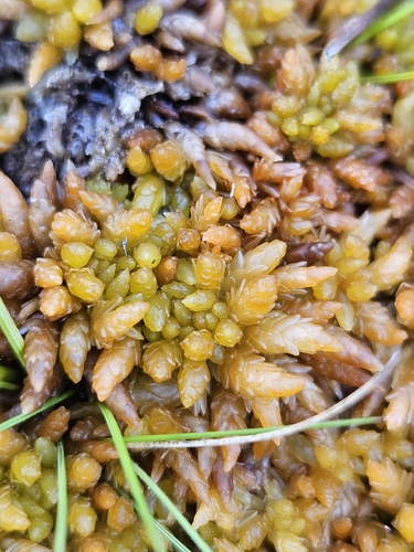 Sphagnum papillosum observed 2026-10-15