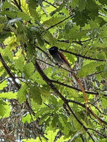 iNaturalist image