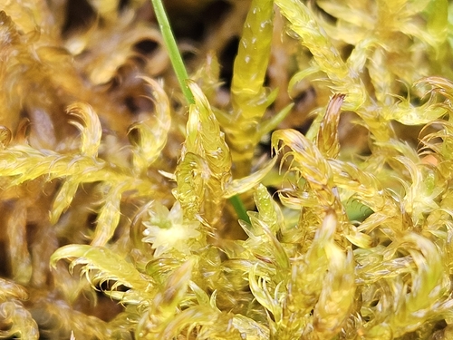 Sarmentypnum exannulatum observed 2026-10-15