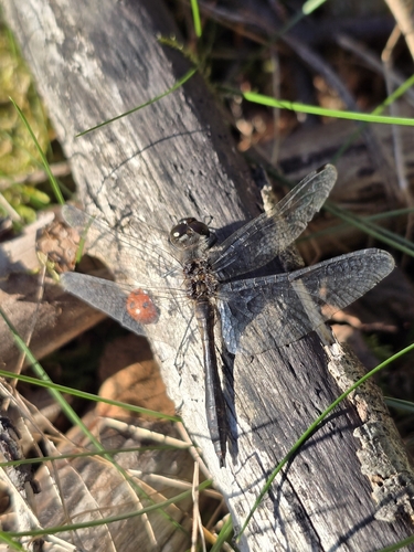 Black Meadowhawk