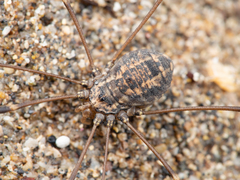 Psathyropus tenuipes