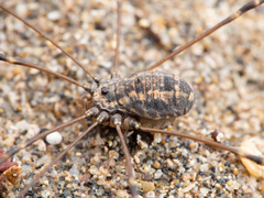 Psathyropus tenuipes