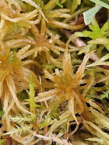 Sphagnum teres observed 2026-10-15