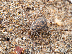 Psathyropus tenuipes