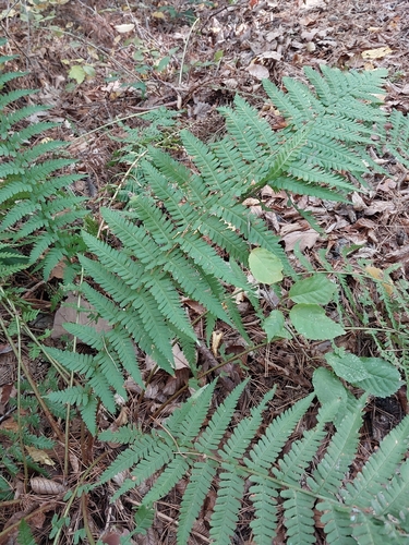male fern