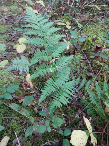 spinulose wood fern