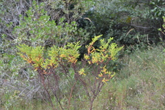 Hypericum cuatrecasii