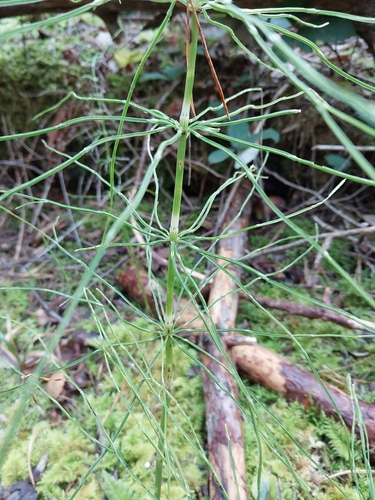 field horsetail
