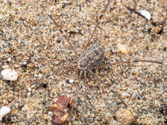 Psathyropus tenuipes