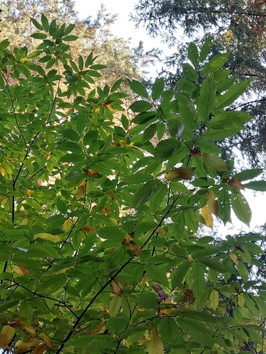 Sweet Chestnut