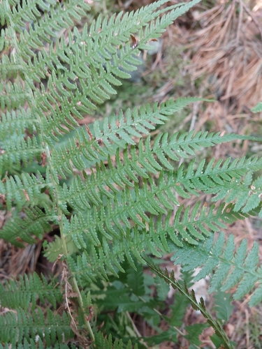 Common Lady Fern