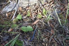 Plestiodon skiltonianus interparietalis