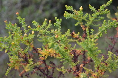 Hypericum cuatrecasii