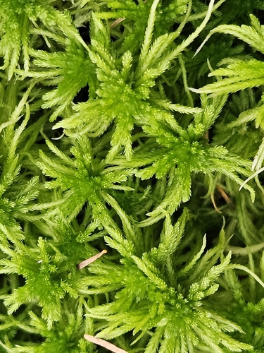 Sphagnum fallax observed 2026-10-15