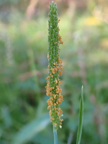 Alopecurus geniculatus observed 2026-10-06