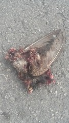 Petrochelidon pyrrhonota