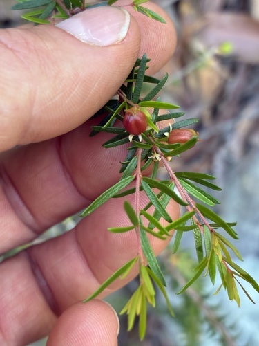 Micrantheum ericoides observed 2026-10-18