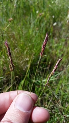 Poa secunda