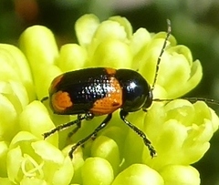 Cryptocephalus notatus