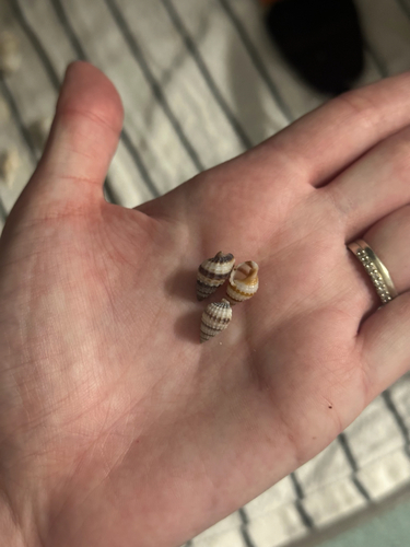 Nassarius pyrrhus observed 2026-10-18