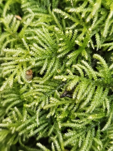 Hyocomium armoricum, 2026-10-15